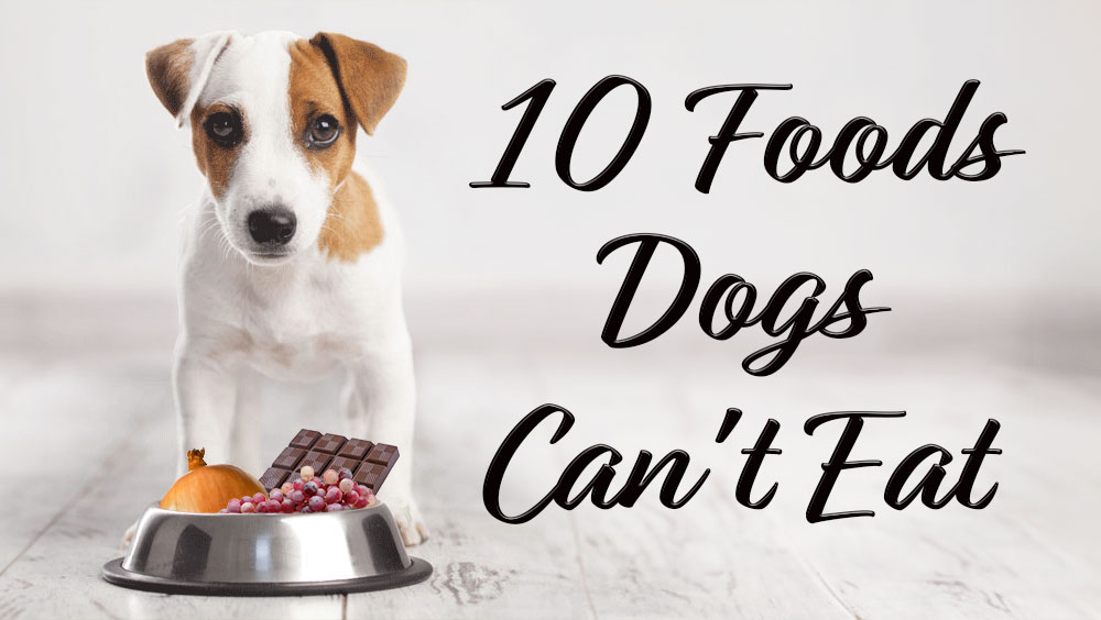 10 Foods Dogs Can't Eat