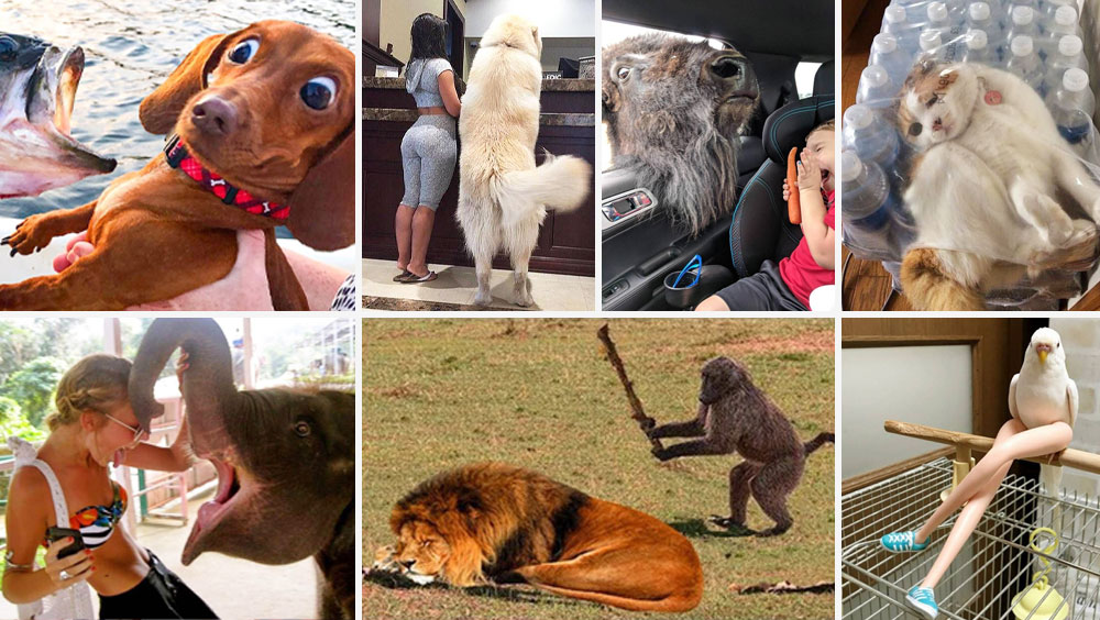 Try Not To Laugh At These Funny Animal Moments