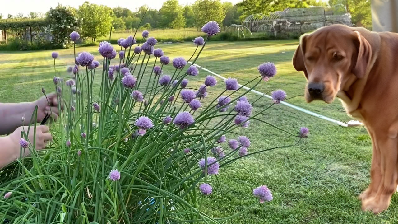 chives