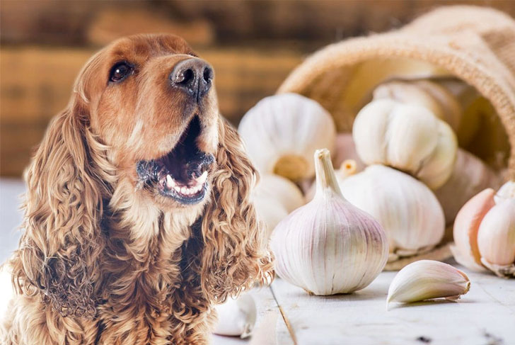 garlic