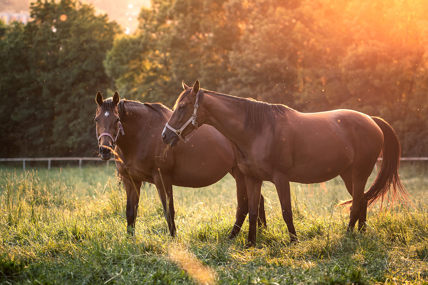 How Long Are Horses Pregnant?
