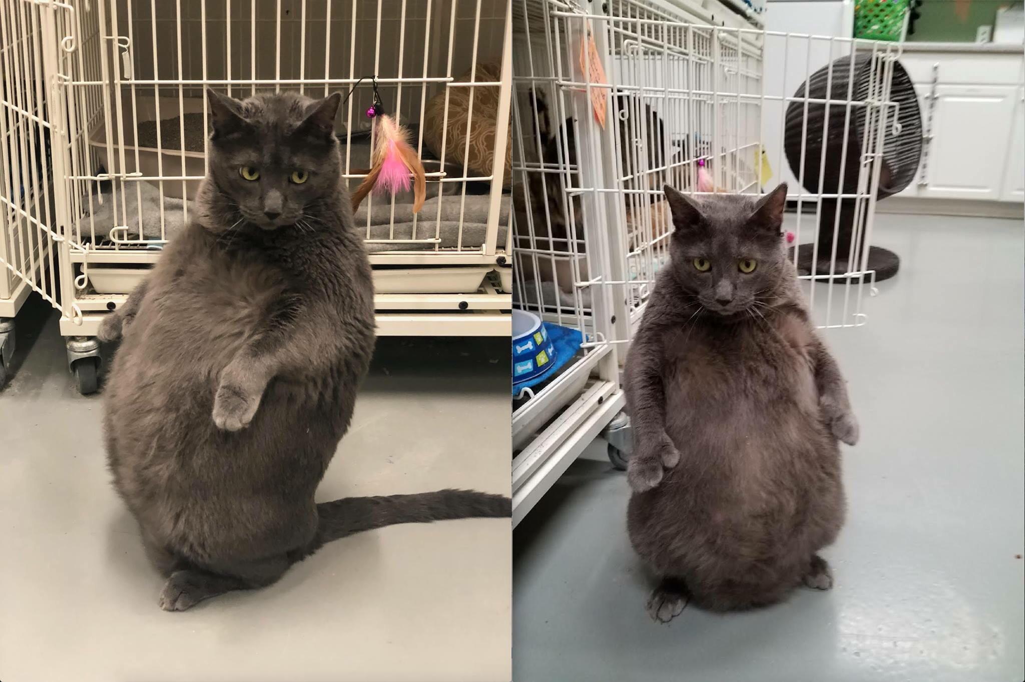 Bringing Home A Cat