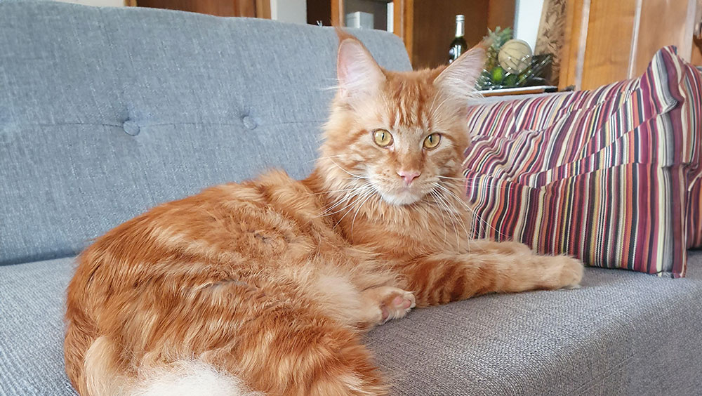 Fascinating Felines: How Much Are Maine Coon Cats?