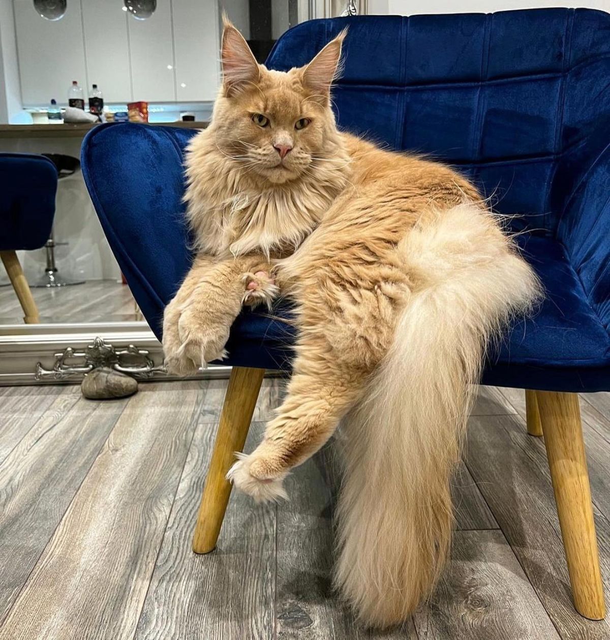 First Time Maine Coon Owners Tips