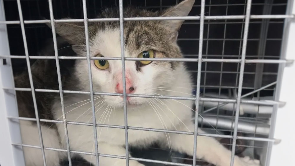 Stray Cat Solutions: How To Get Rid Of Stray Cats Safely And Humanely