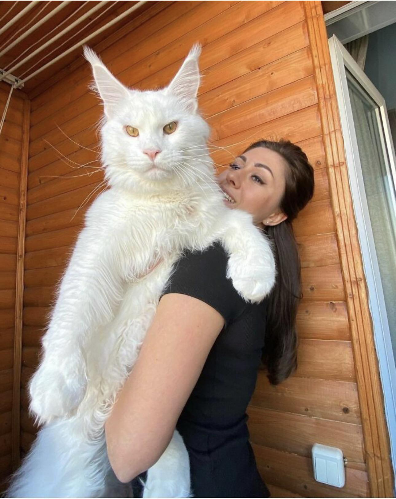 The Majestic History Of Maine Coons