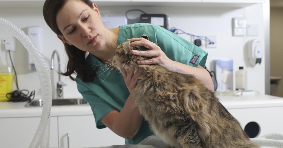Vet Visits And Insurance