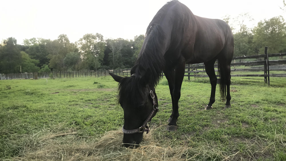 Weighing In: How Much Do Horses Weigh?