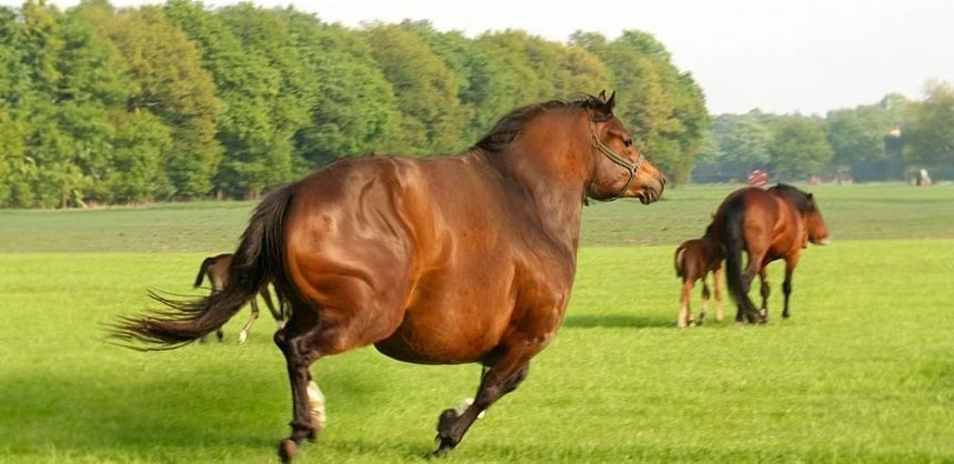 Why Weight Matters For A Horse s Health