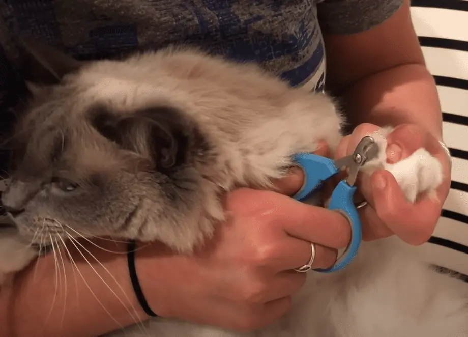 How to Cut Cat Nails How to Trim Your Cats Claws