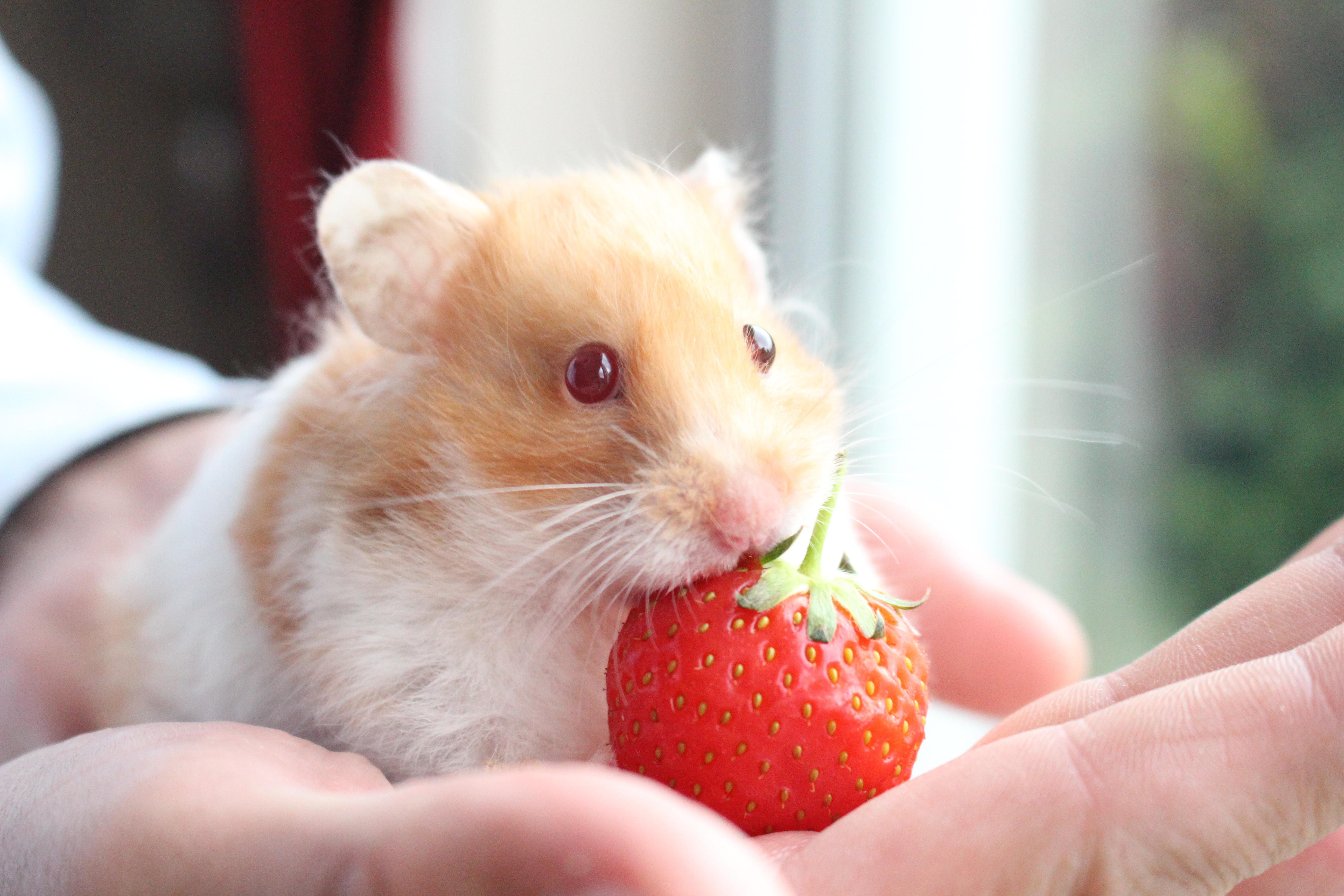 berry