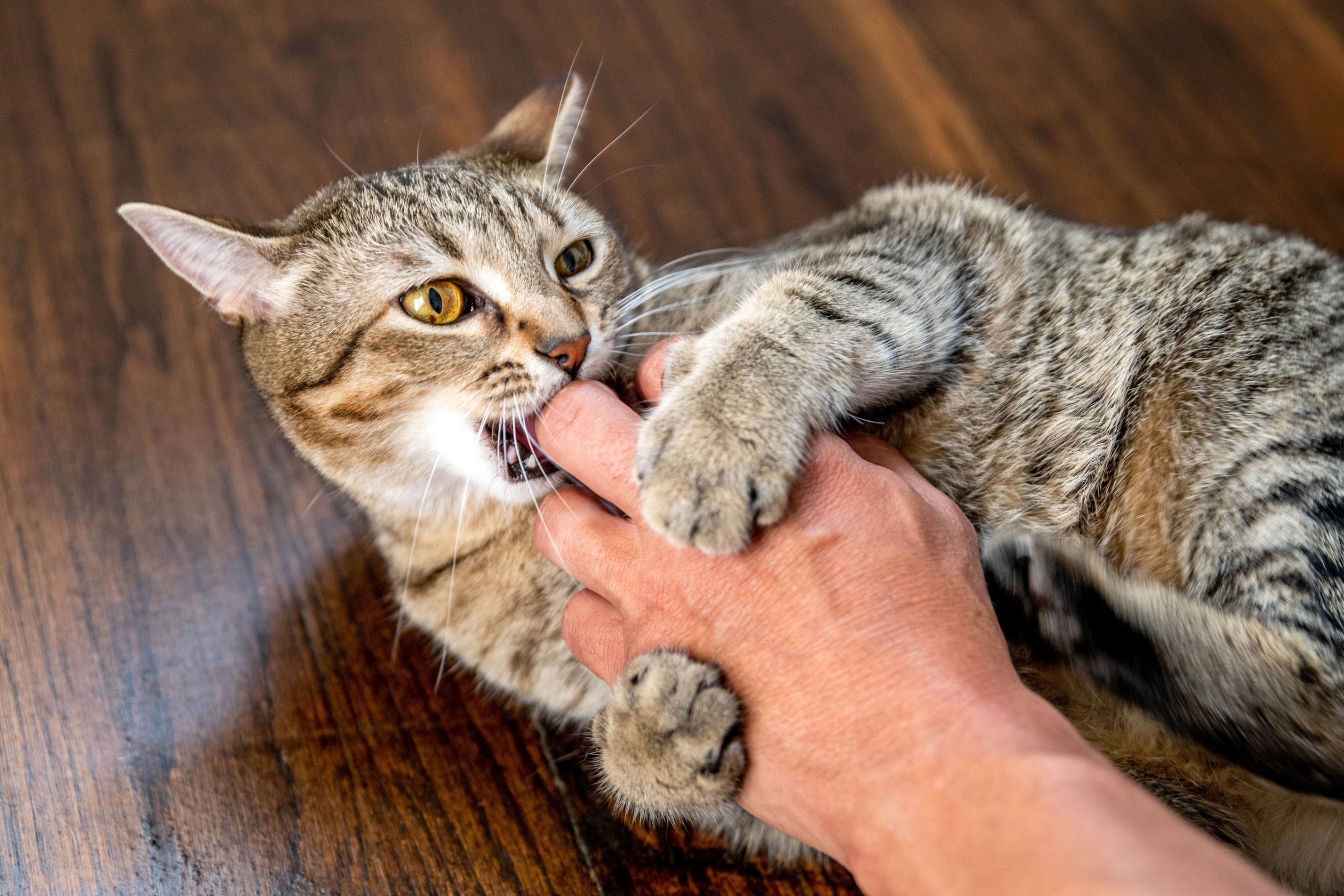 bite