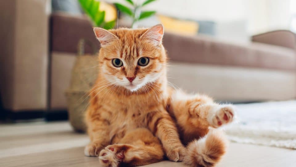 cat dragging butt