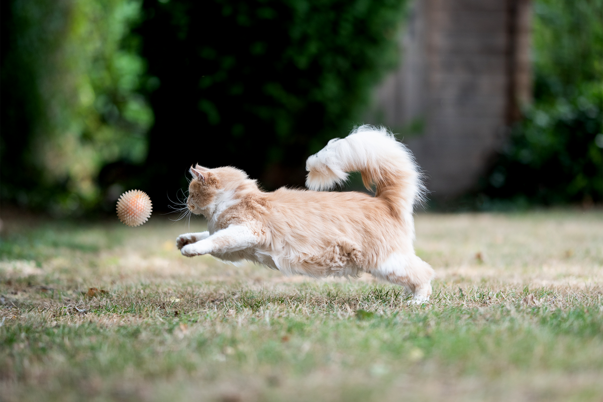 fetch