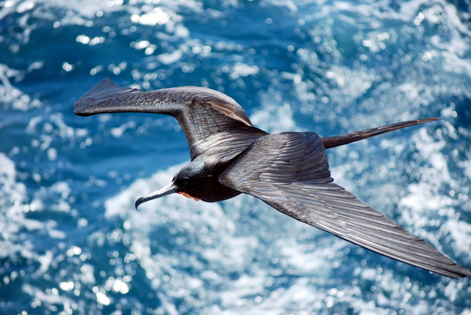 flight