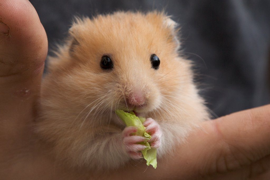 hamster treats