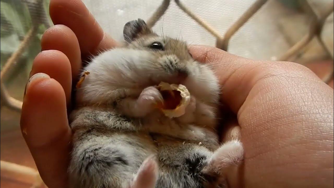 holding hamster 1