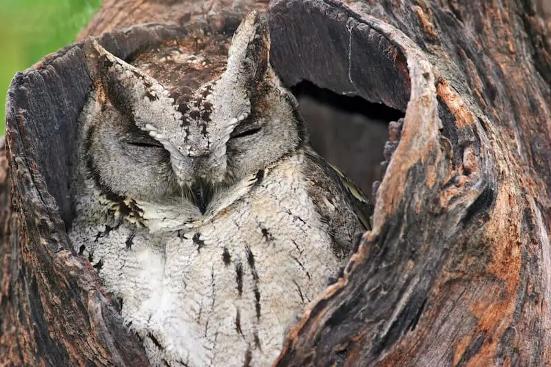 owl sleeping in tree