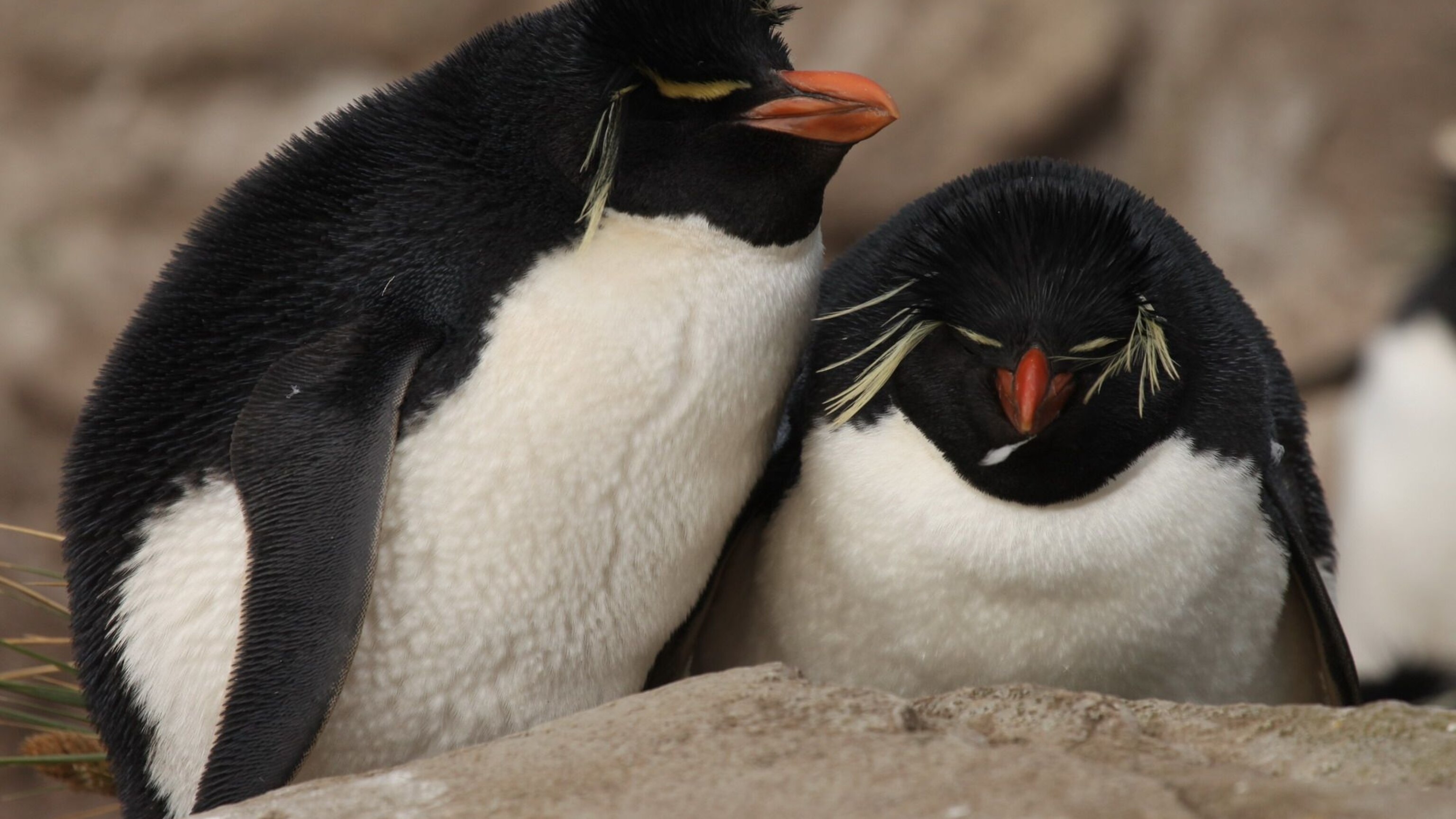 penguin