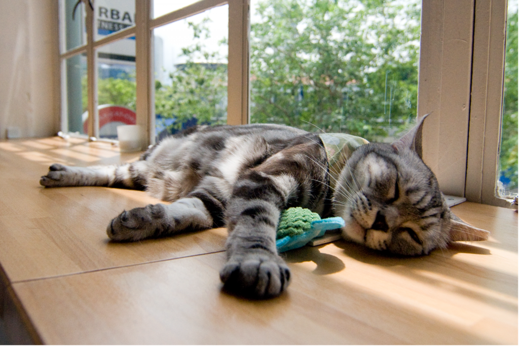 sleepy