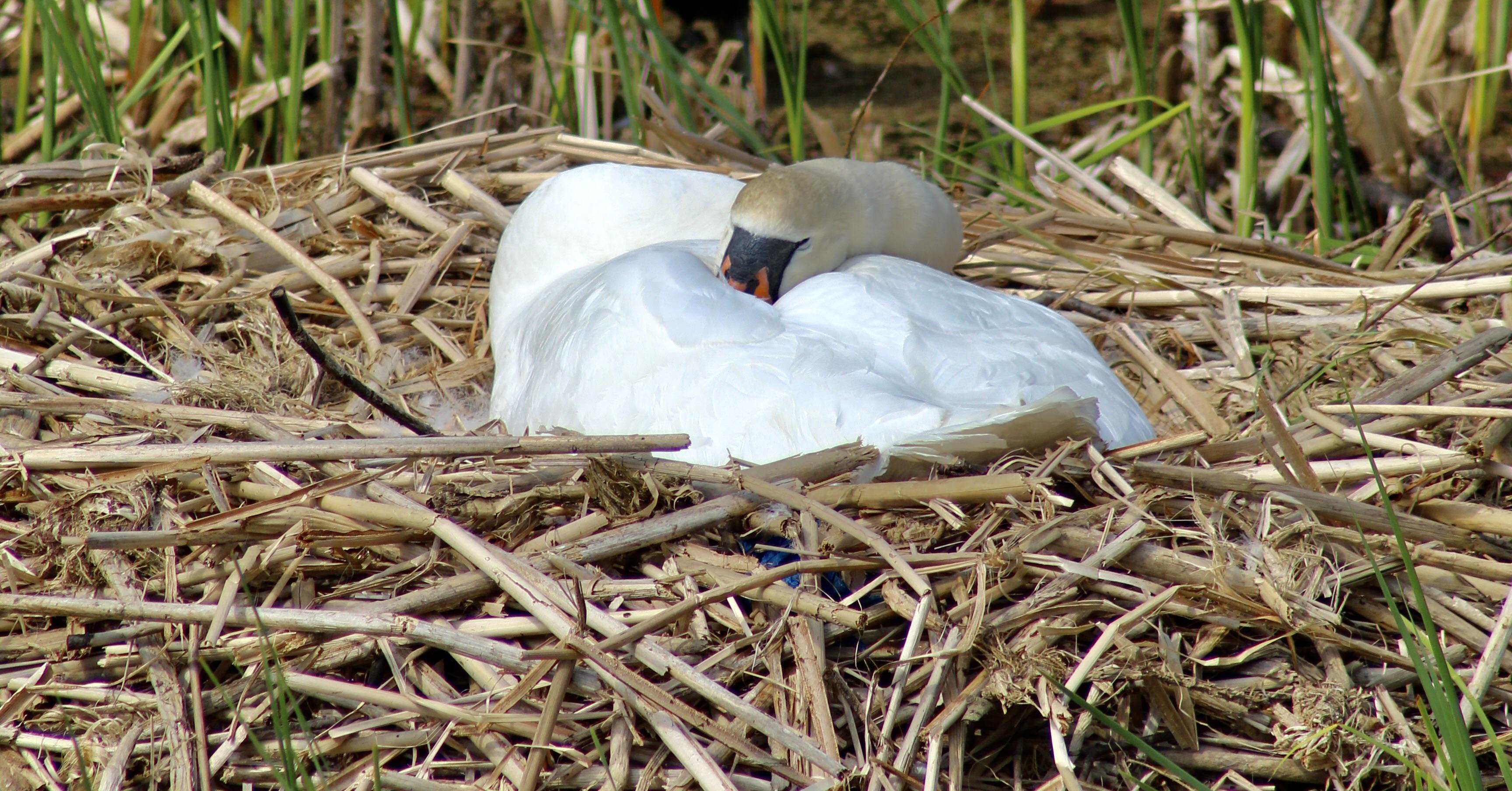 swan
