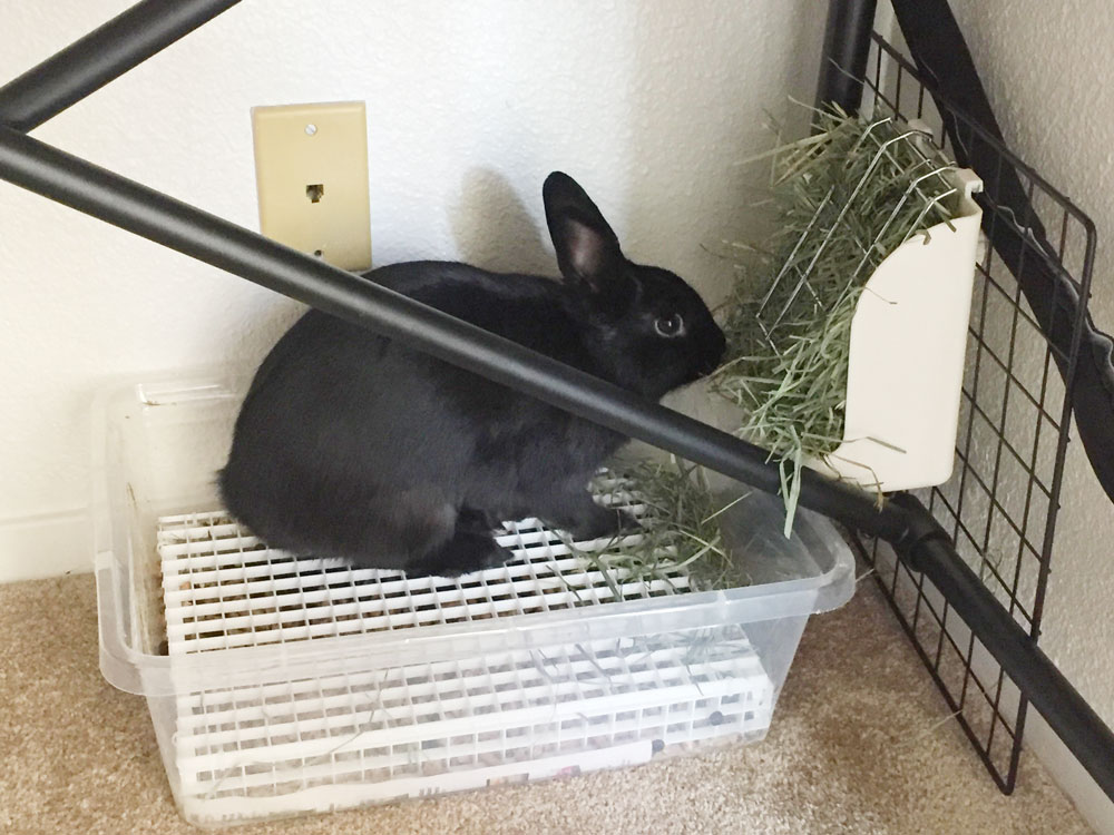 Choosing The Right Litter Box