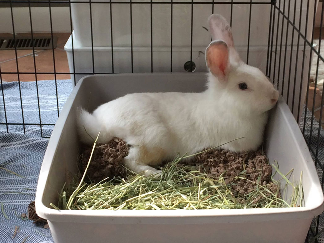 Encouraging Your Rabbit To Use the Litter Box