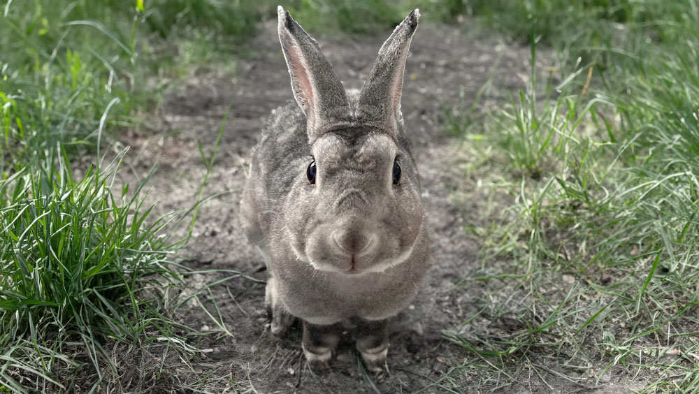 How To Litter Train A Rabbit