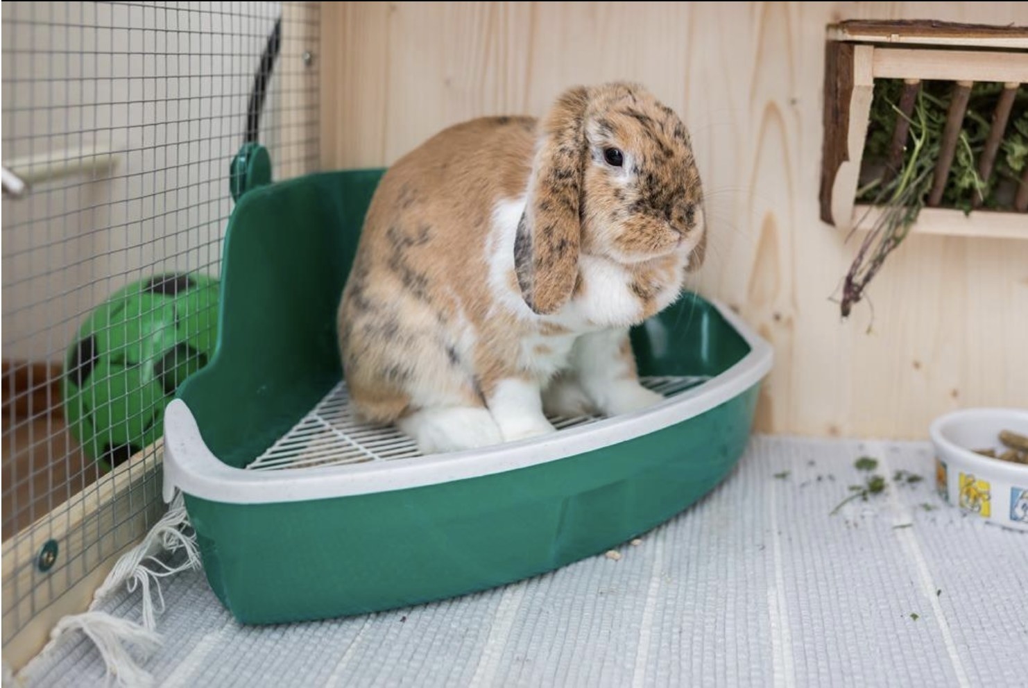 Placement Of The Litter Box