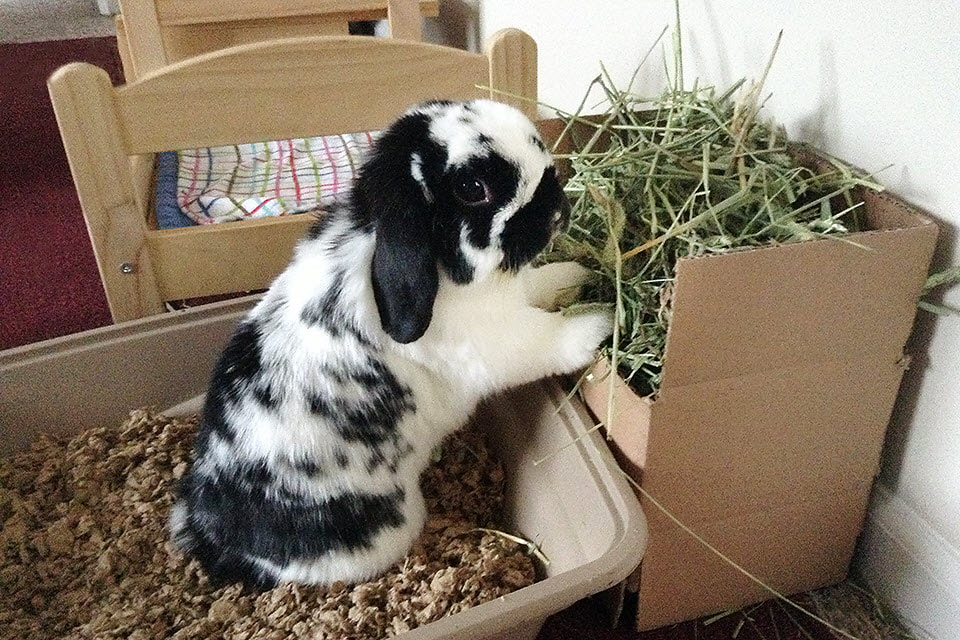 Selecting Suitable Litter