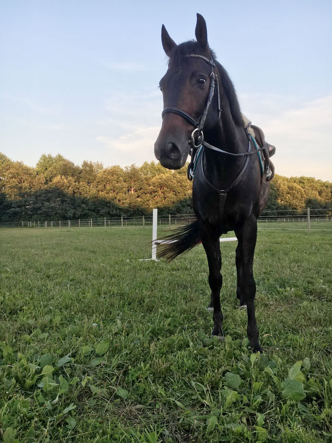 The Basics Of Equestrian Jumping 1