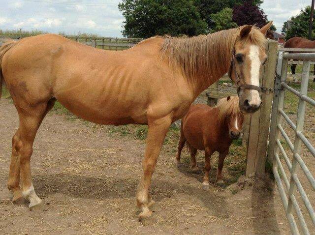 The Role Of Breed