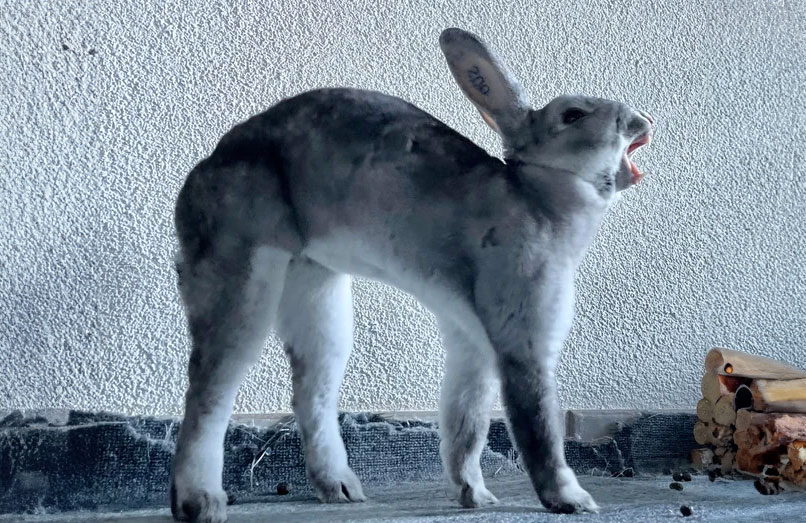 Understanding Rabbit Behavior