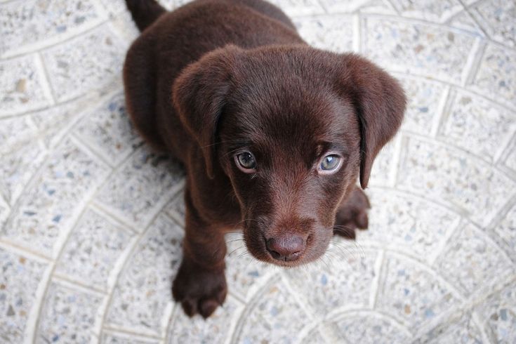 The Best Pets For Small Apartments