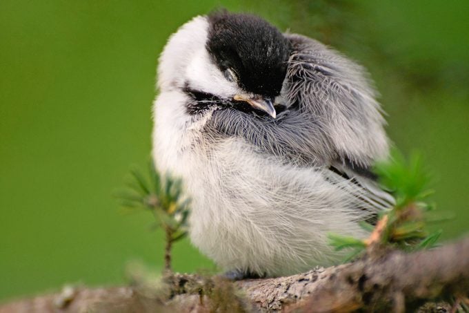 Avian Rest: How Do Birds Sleep?
