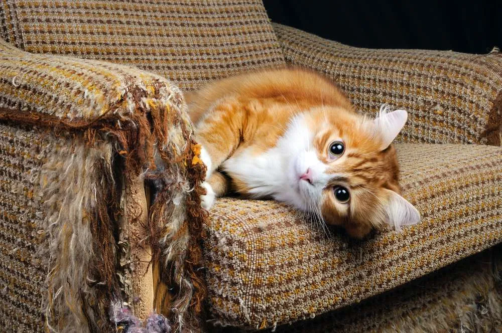 How To Keep Cats Off Furniture?