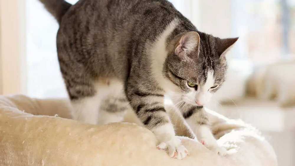 Why Do Cats Knead?