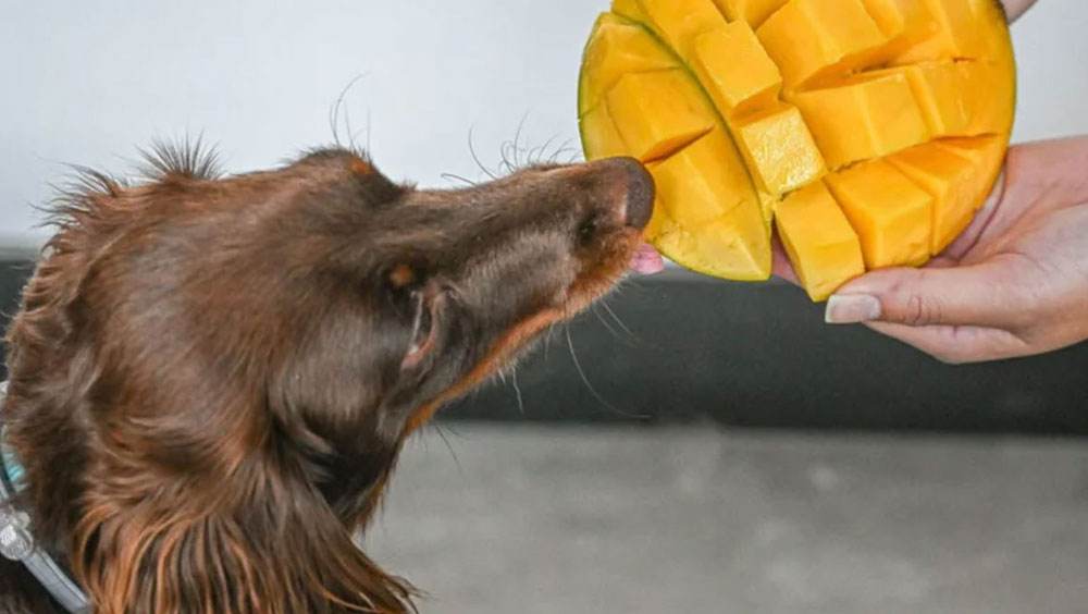 Can Dogs Eat Mango?