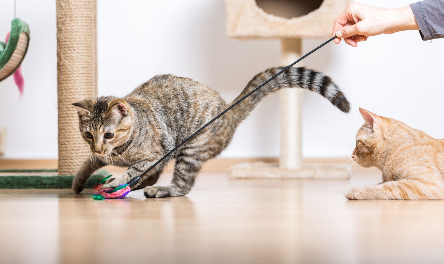 Playing With Purrfect Precision: How To Play With Cats?