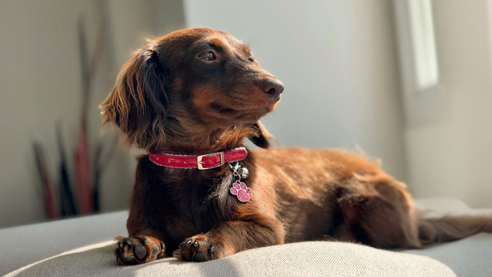 7 Of The Best Dog Breeds For Apartments