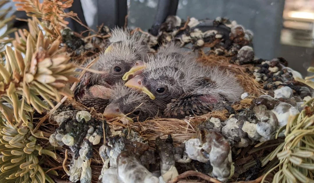 Bird Development Stages