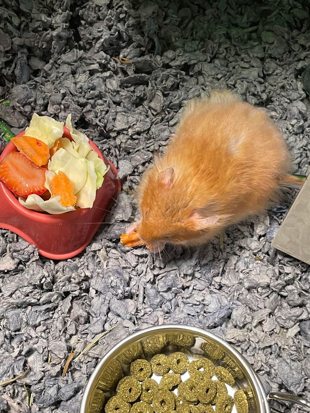 Fresh Vegetables