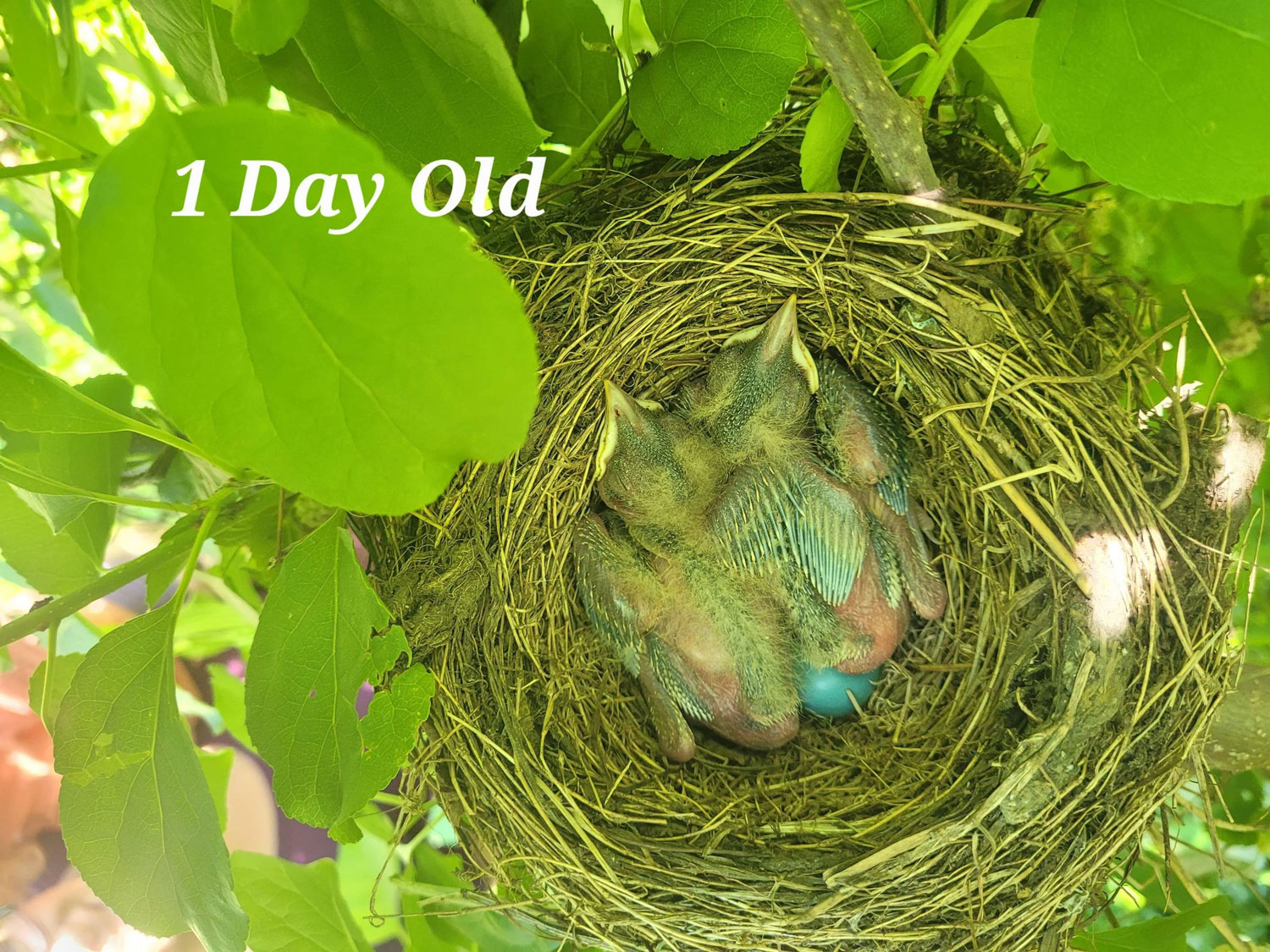 Hatching To Fledging