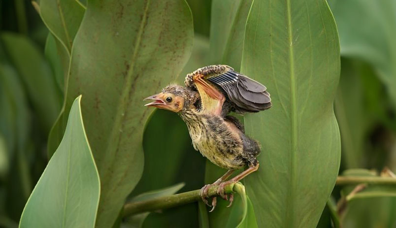 Learning To Fly