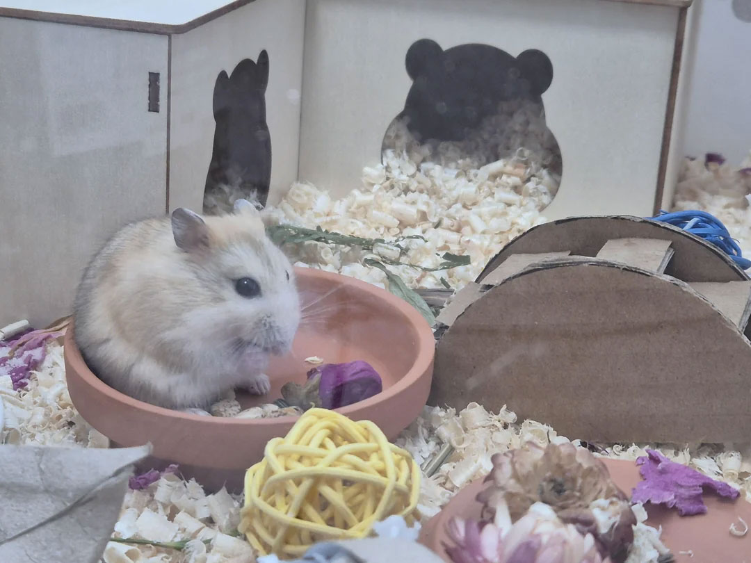 Treats And Chew Toys
