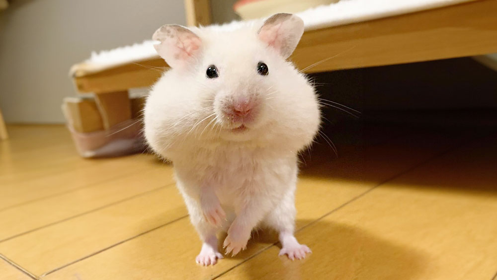 What Do Hamsters Eat?