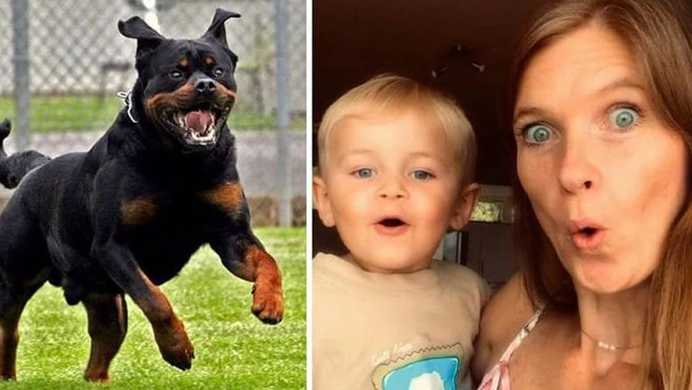Dog Breeds That Are Too Threatening To Have Around The House