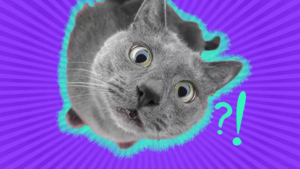 The Intense Stare: Why Do Cats Stare At You?