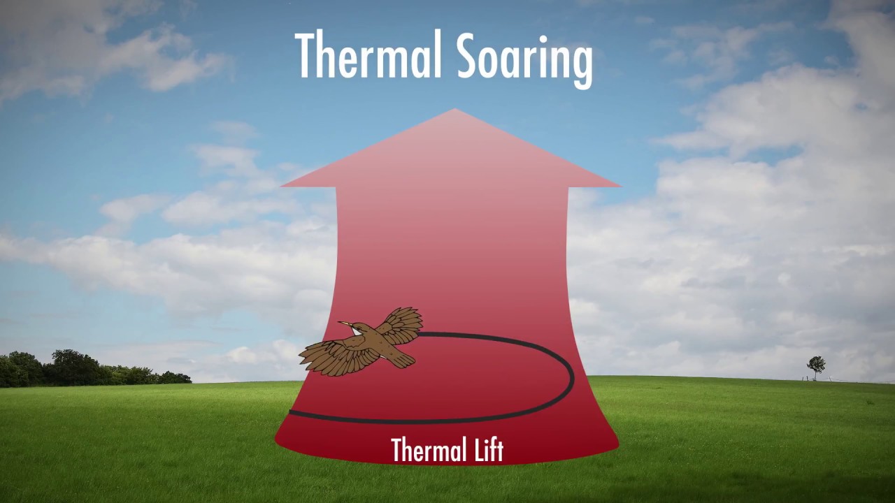 Catching Thermal Currents