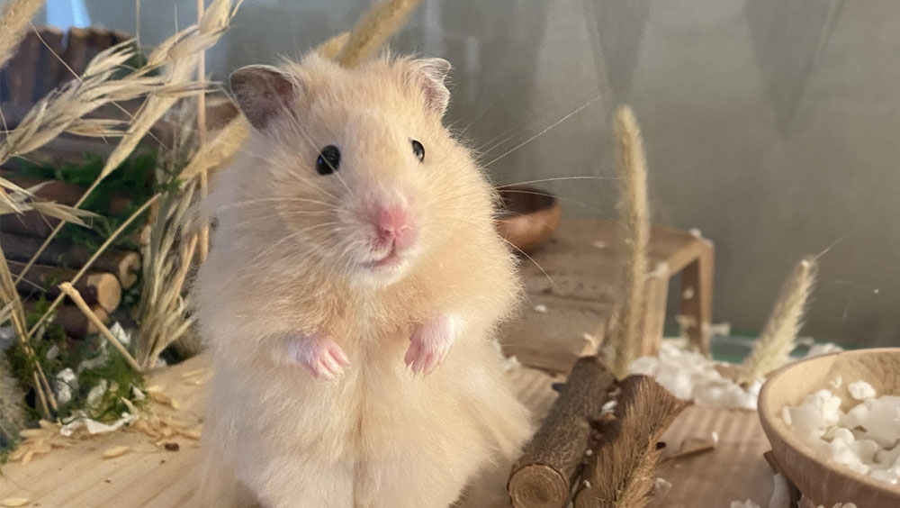 How To Clean A Hamster Cage